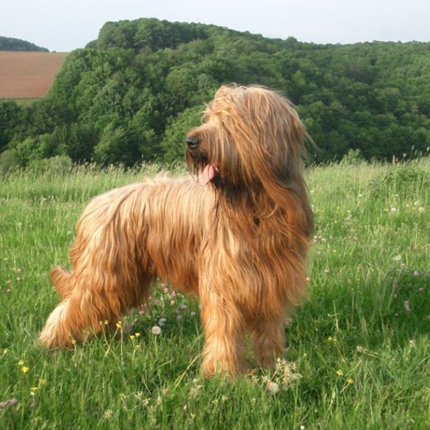 Briard