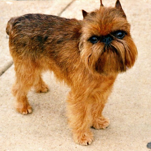 Brussels Griffon