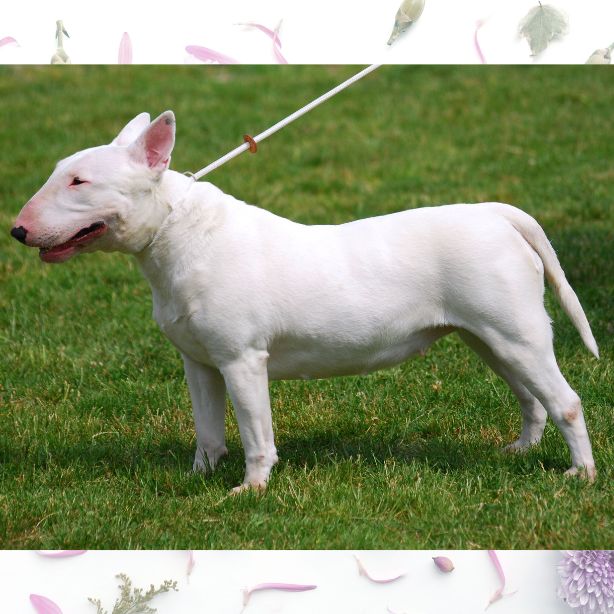 Bull Terrier