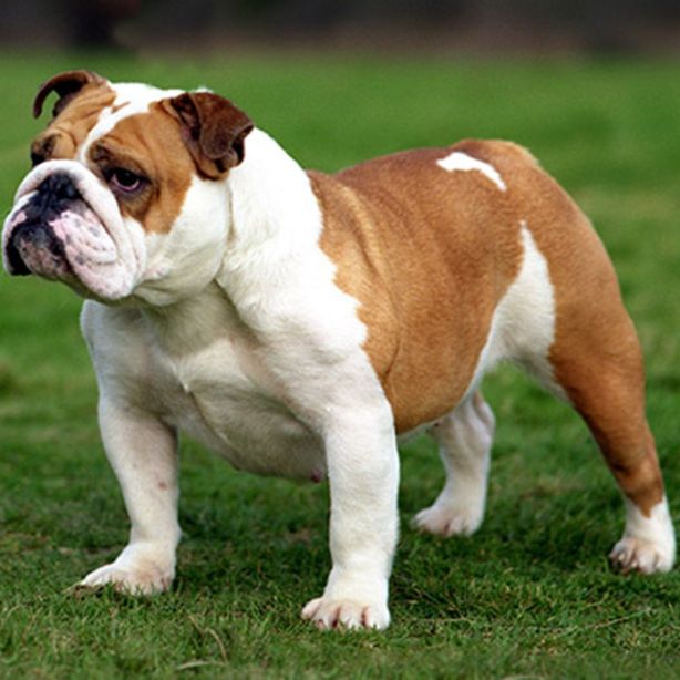 Bulldog