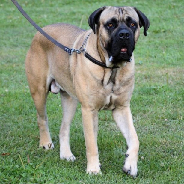 Bullmastiff