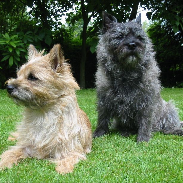 Cairn Terrier