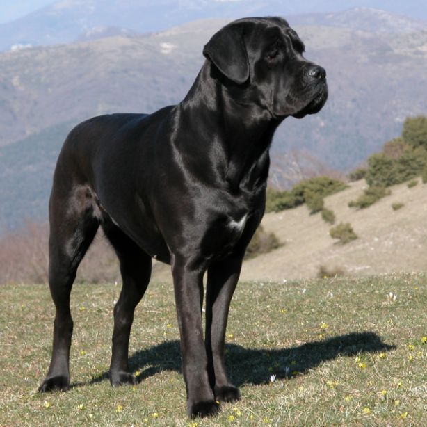 Cane Corso