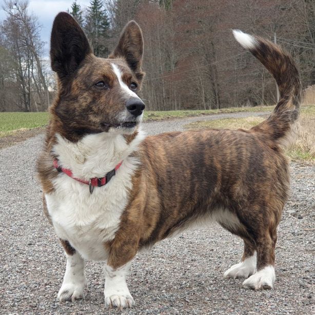 Cardigan Welsh Corgi