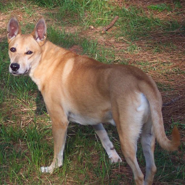 Carolina Dog