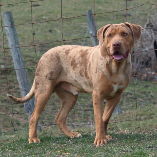 Catahoula Bulldog