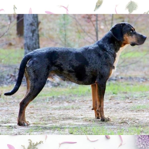 Catahoula Leopard Dog