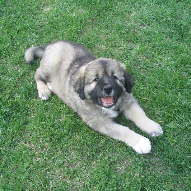 Caucasian Shepherd Dog