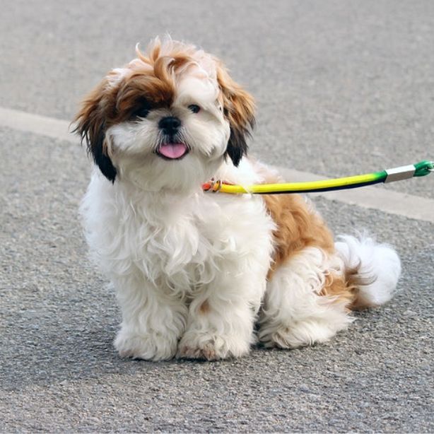 Cavachon