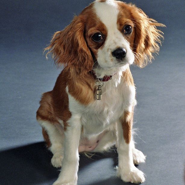 Cavalier King Charles Spaniel