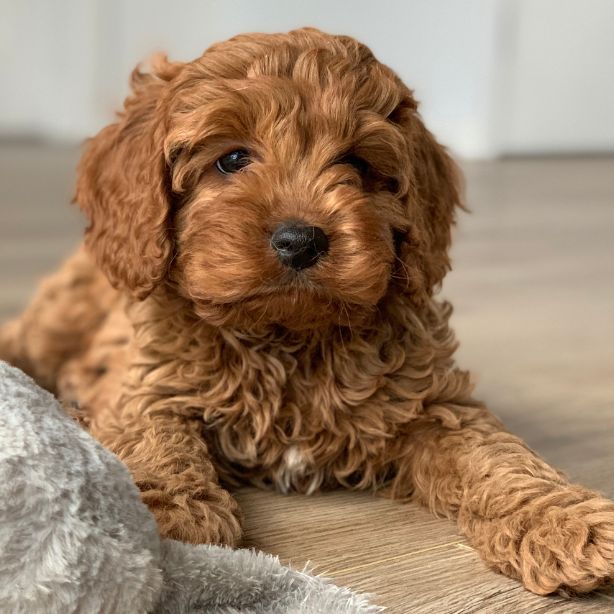 Cavapoo