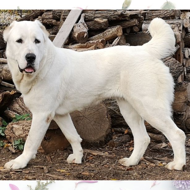 Central Asian Shepherd Dog