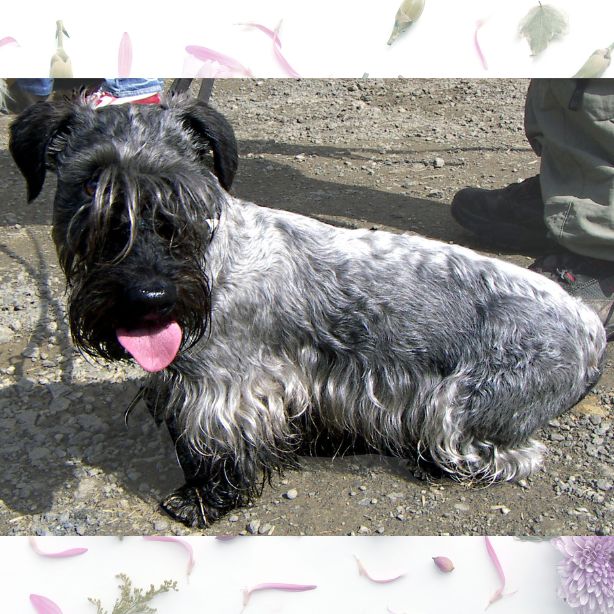 Cesky Terrier