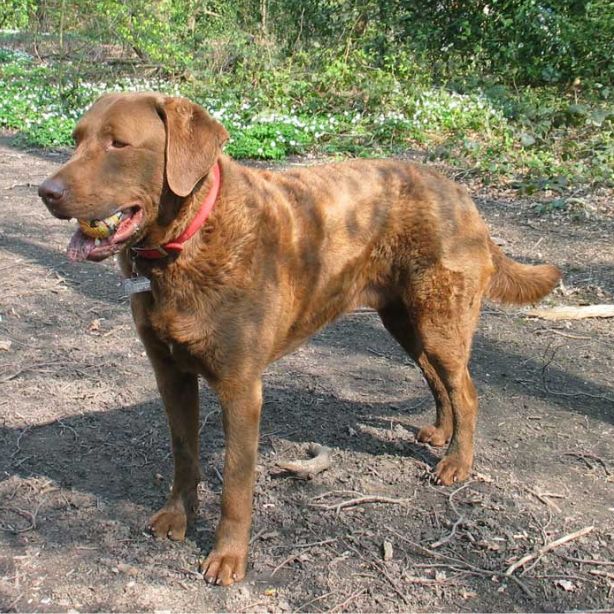 Chesapeake Bay Retriever