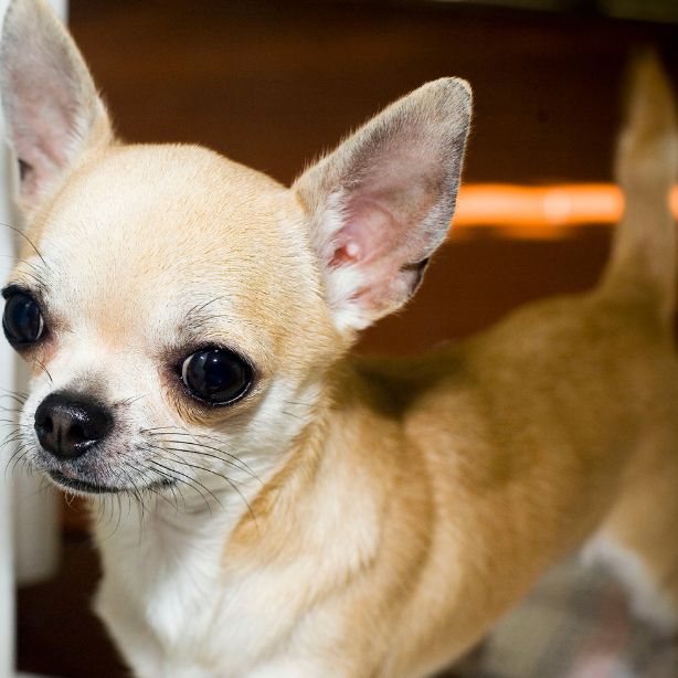 Chihuahua