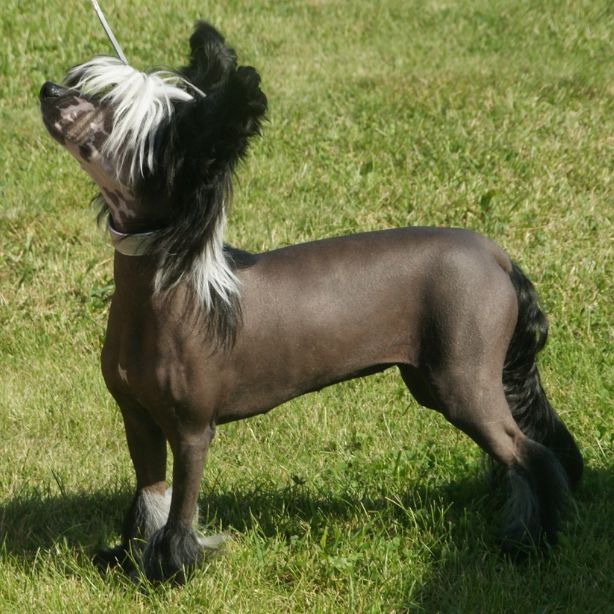 Chinese Crested