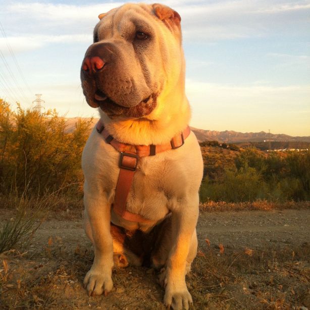 Chinese Shar-Pei