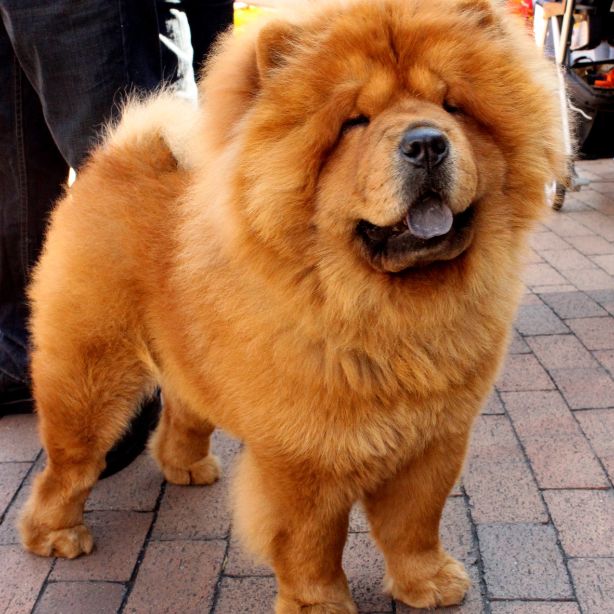 Chow Chow