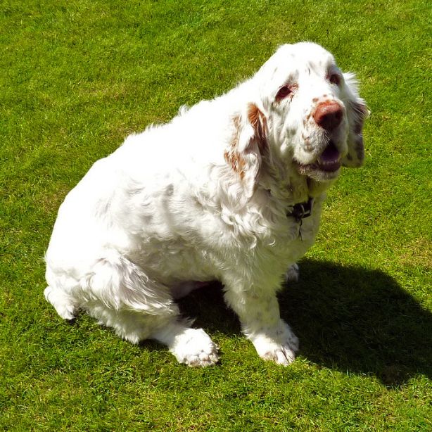 Clumber Spaniel