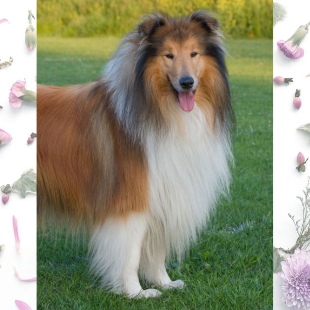 Collie