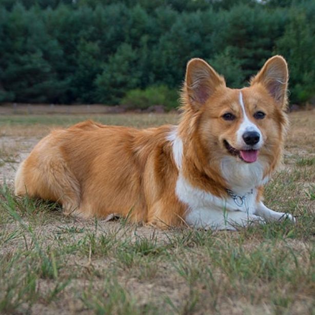 Corgi Inu