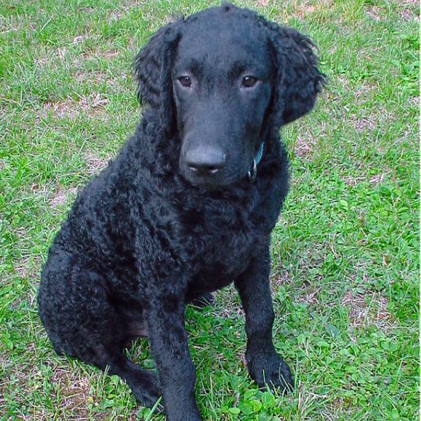 Curly-Coated Retriever