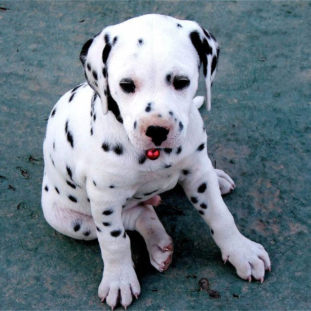 Dalmatian