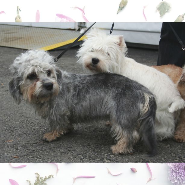 Dandie Dinmont Terrier