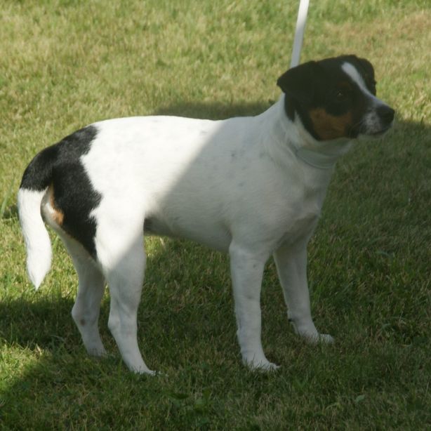 Danish-Swedish Farmdog