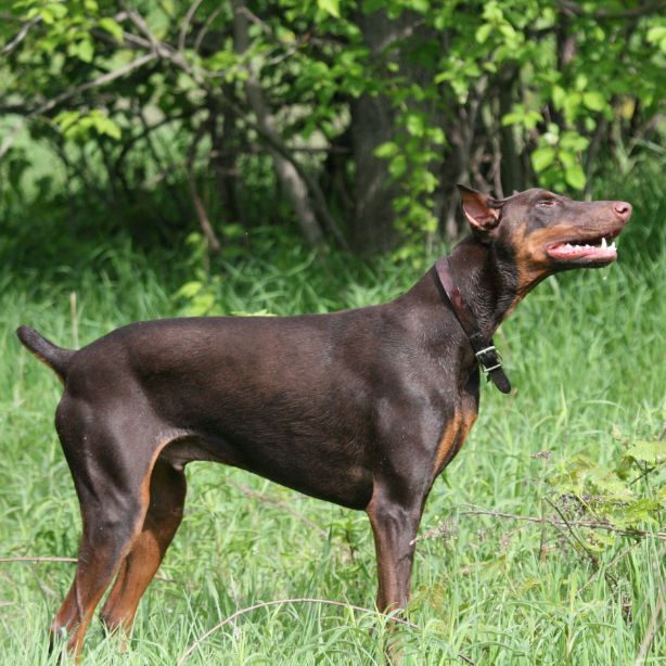 Doberman Pinscher