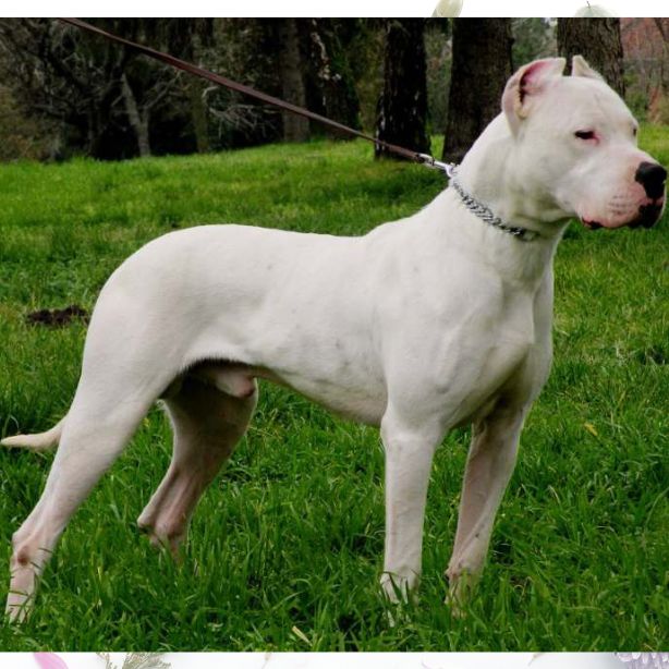 Dogo Argentino