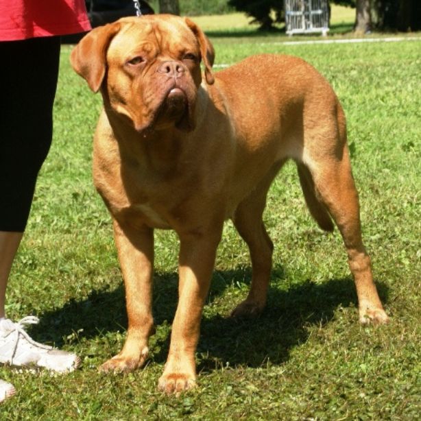 Dogue de Bordeaux