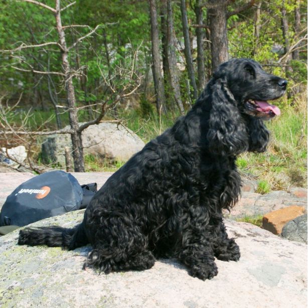 English Cocker Spaniel