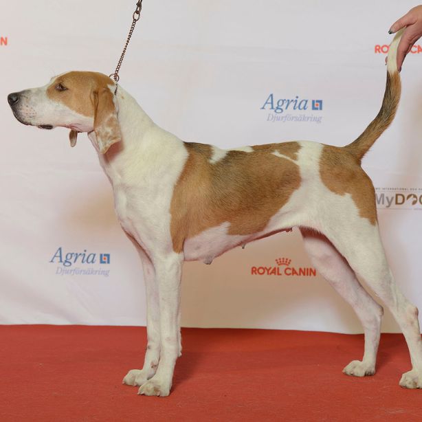 English Foxhound