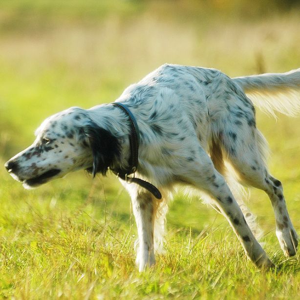 English Setter