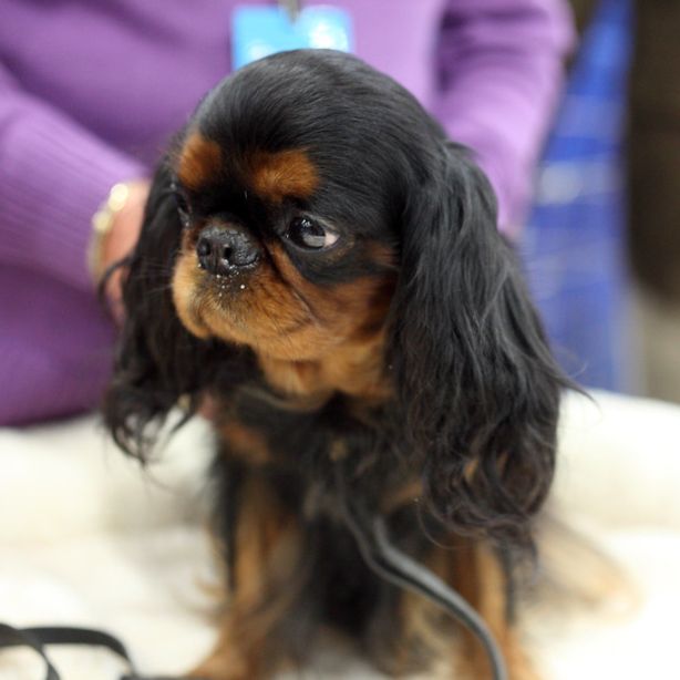 English Toy Spaniel