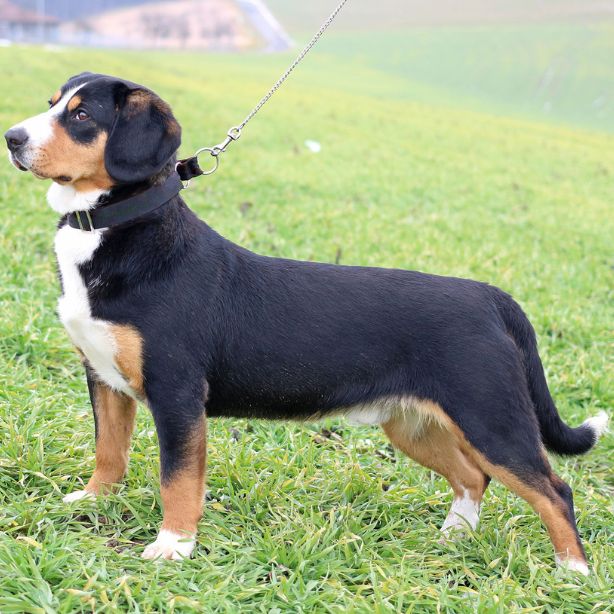 Entlebucher Mountain Dog