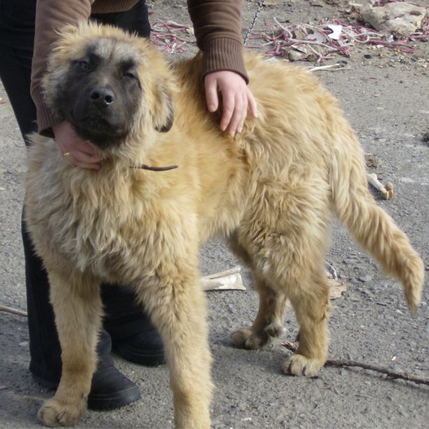 Estrela Mountain Dog