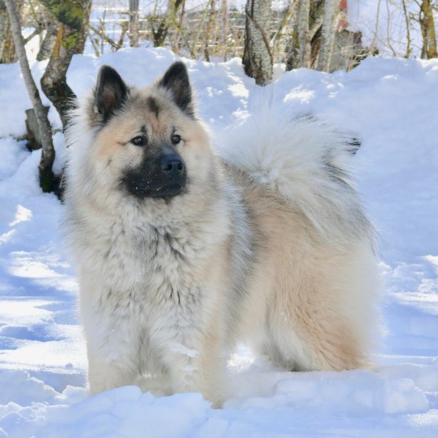 Eurasier