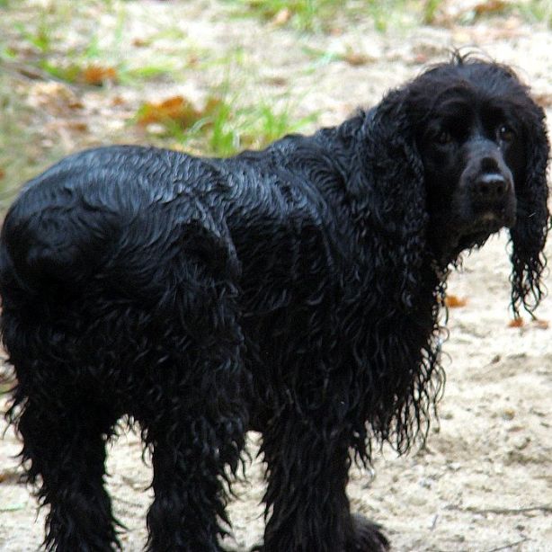 Field Spaniel