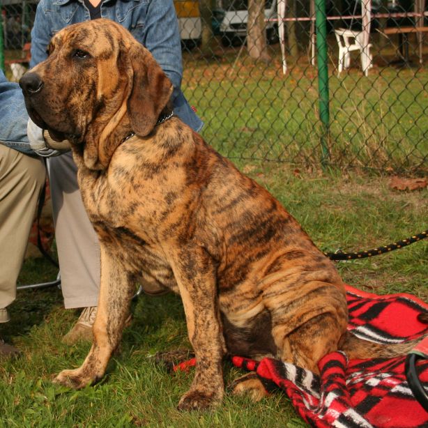 Fila Brasileiro