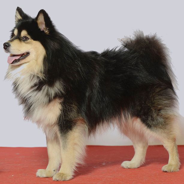 Finnish Lapphund