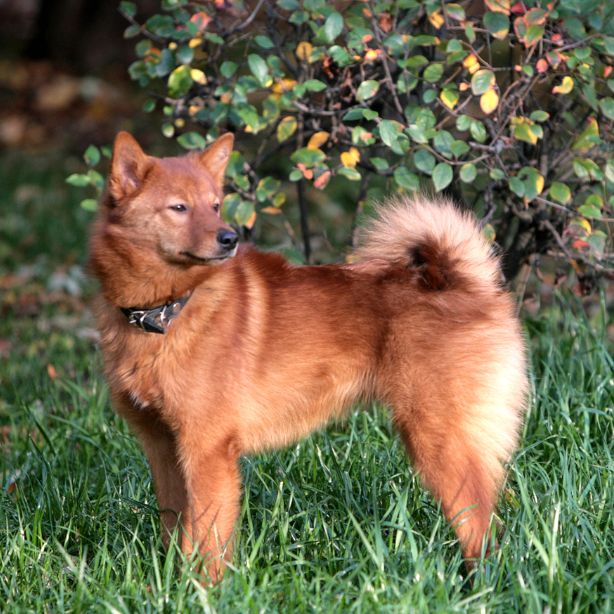 Finnish Spitz