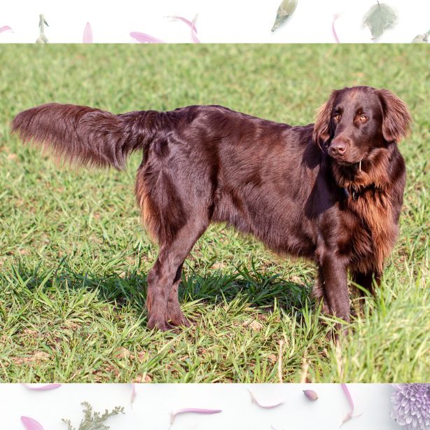 Flat-Coated Retriever