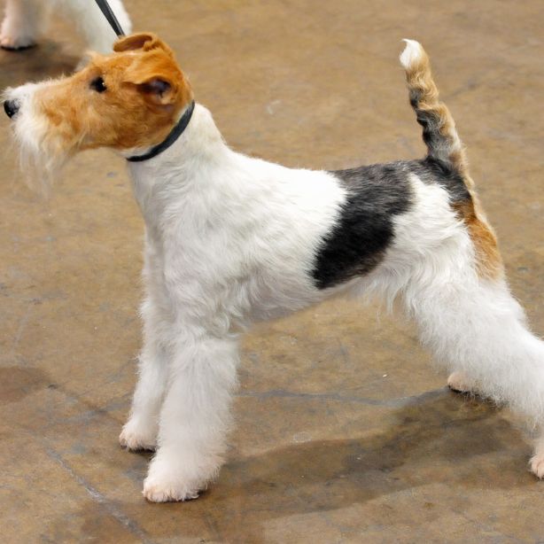 Fox Terrier