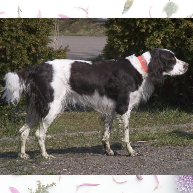 French Spaniel