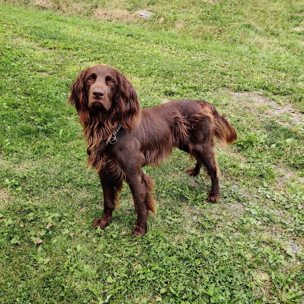 German Longhaired Pointer