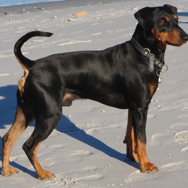 German Pinscher