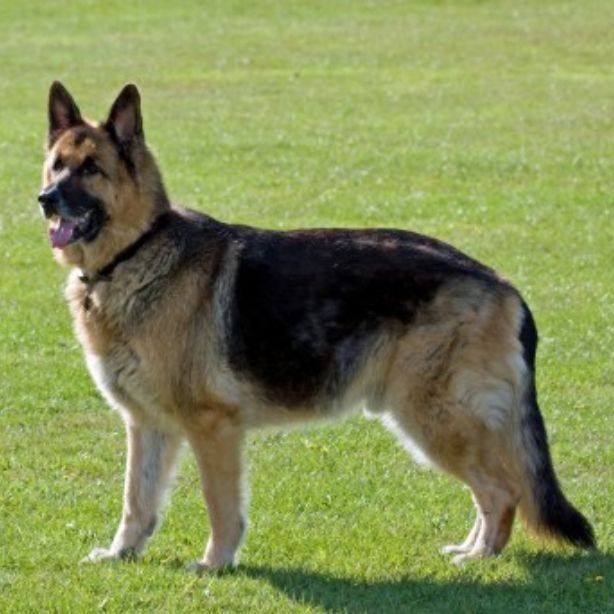 German Shepherd Dog