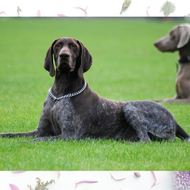 German Shorthaired Pointer